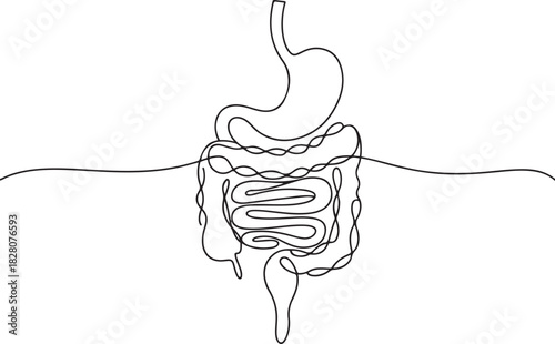 Continuous one line drawing of Human digestion. Single line drawing illustration of Human Digestive. one line Icon drawing