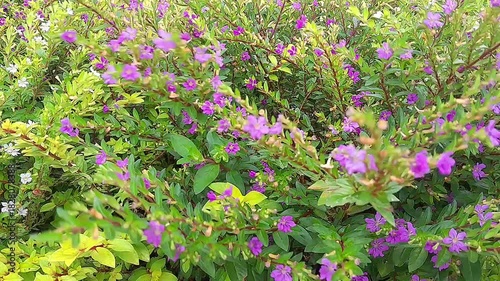 Mexican Heather Purple Flowers in Green Garden of flowers