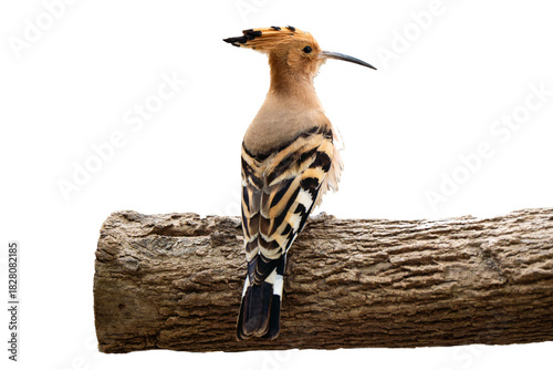 Photography hoopoes on trunk transparent background