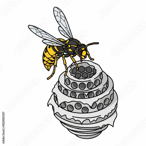 Wasp perched on its nest showing intricate honeycomb structure.