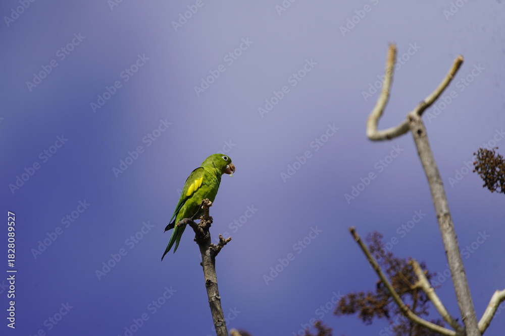 Obraz premium Green-rumped parrotlet looking for food. (Forpus passerinus) Psittacidae family. Parque de Coco, Fortaleza - Ceará, Brazil. 