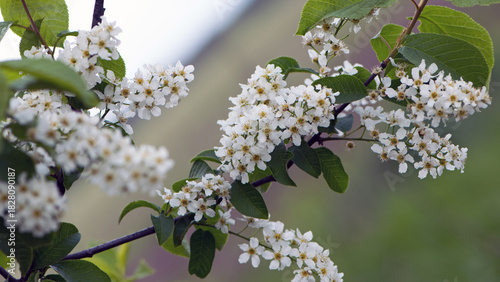 Bild auf Leinwand Prunus padus