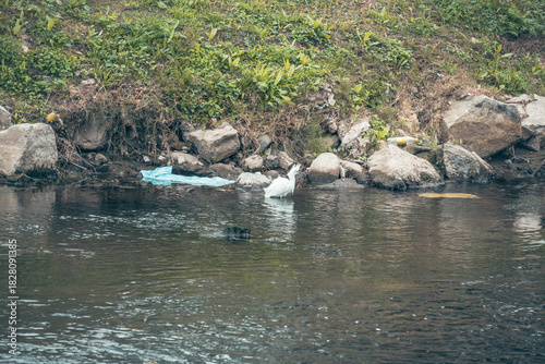 Photos Aves posadas en un río muy contaminado, mostrando un fuerte contraste entre fauna silvestre y agua degradada en un entorno urbano natural