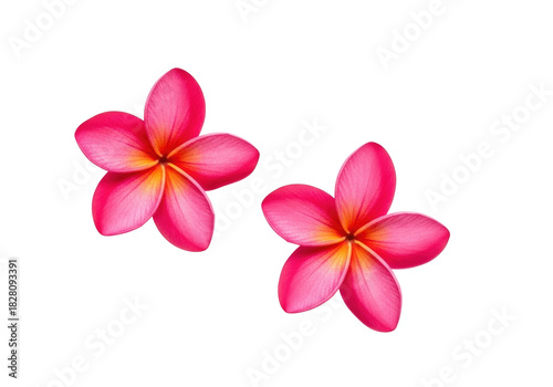 Two perfect, pristine pink plumeria (frangipani) flowers with yellow, orange centers on a bright white studio background, significant negative space. Concept of natural luxury and wellness
