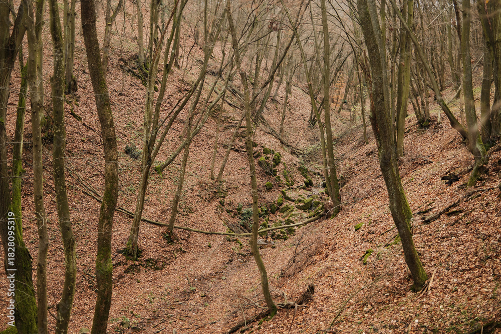 Fototapeta premium A quiet forest ravine in Fruska Gora National Park covered with dry autumn leaves, bare trees, and mossy rocks. The scene reflects natural stillness and untouched woodland terrain