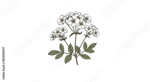 Vintage botanical illustration of a flowering valerian plant with delicate white blossoms isolated on a white background.