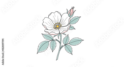Delicate hand-drawn wild rose flower illustration with a soft color palette isolated on a white background for botanical design.