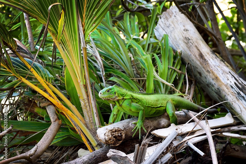 A Lesser Antillean iguana (Iguana delicatissima) is critically endangered genus of iguana. This lizard is endemic to Lesser Antilles (Dominica, Guadeloupe, Martinique, Anguilla, St. Barthélemy etc.).