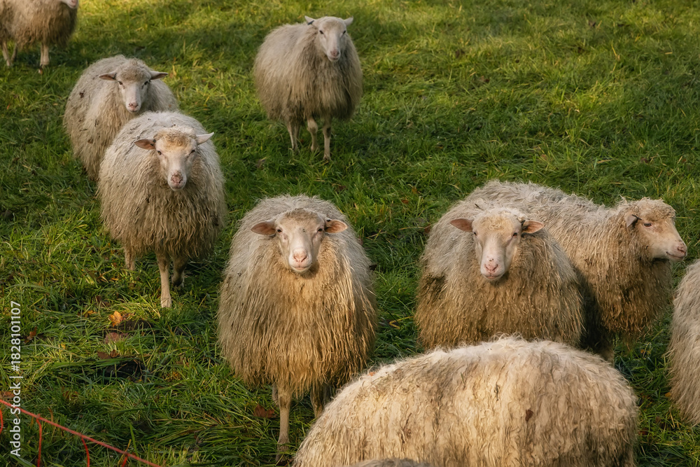 Fototapeta premium Flock of sheep in the pasture, rural Germany, outdoor background