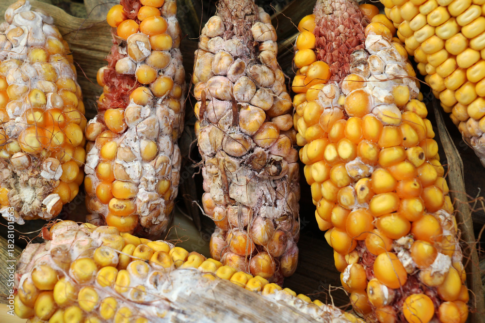 Fototapeta premium Corn cobs are affected by fusarium - the causative agent of Fusarium moniliforme