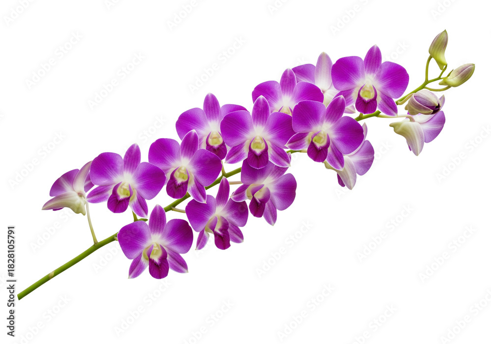 Obraz premium Isolated on a transparent background, a branch of vibrant purple orchid flowers on a long stem.