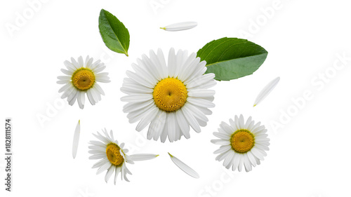 Delicate daisy blossoms with vibrant leaves create a modern floral design