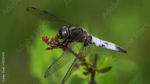 A male scarce chaser (Libellula fulva) sitting on a little branch and flying away