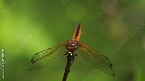 A female scarce chaser (Libellula fulva) sitting on a little branch and looking at you.