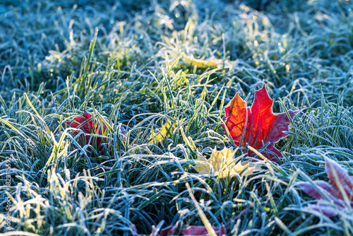 Artistic autumn landscape with colorful bright maple leaves lying on the gras...