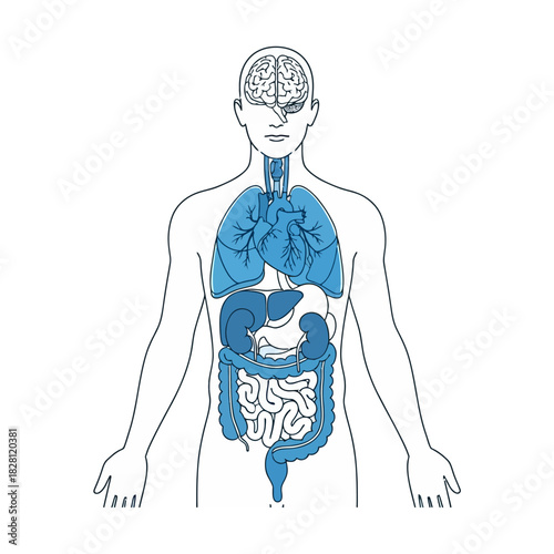Human Body Diagram: Brain, Lungs, Heart, and Digestive System