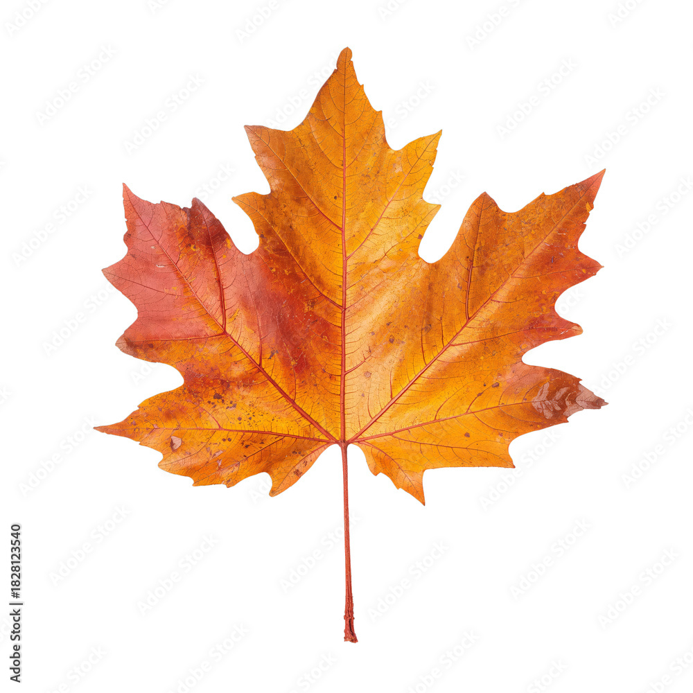Fototapeta premium Bright Orange and Red Maple Leaf Showcasing Autumn Colors