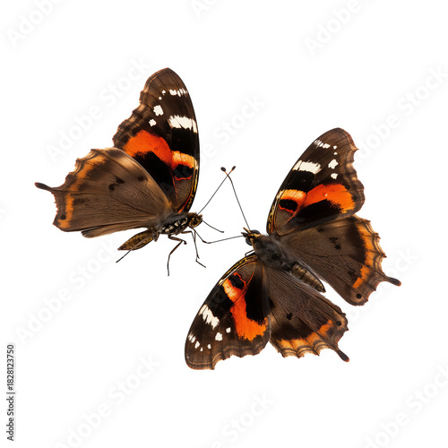 Colorful Butterflies Interacting in a Natural Setting During Daylight Hours