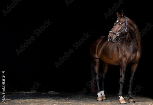 portrait of a horse