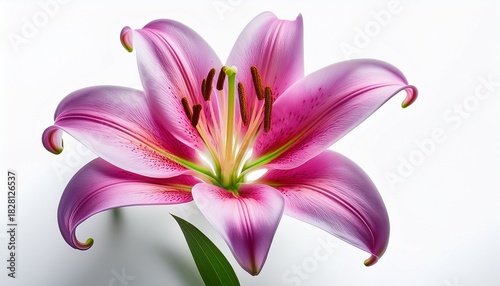 A Bright Pink Lily Blossom With A Delicate Violet Petal And Green Stem Isolated On A Clean White Background