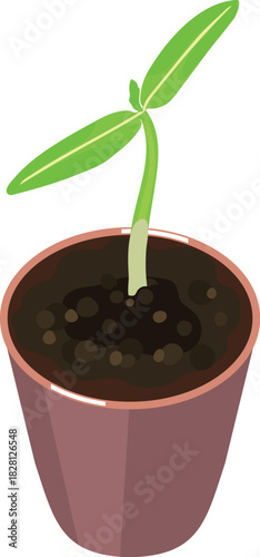 Sprout of tomato plant with two green leaves in pot isolated on white background	