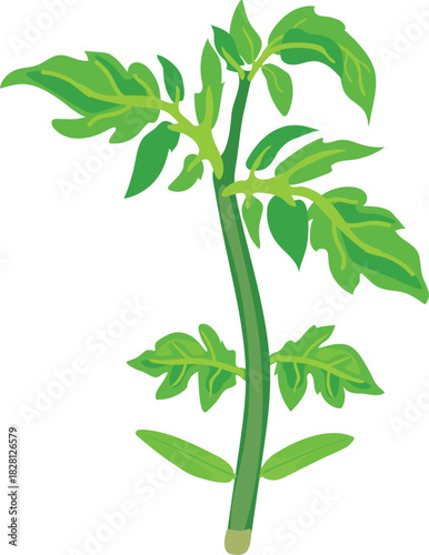 Young tomato plant with green leaves isolated on white background	