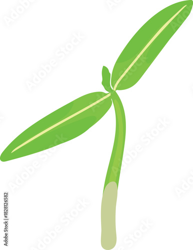 Sprout of tomato plant with two green leaves isolated on white background	