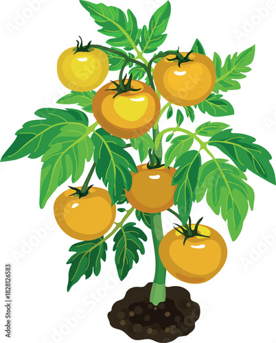 Tomato plant with yellow fruits and green leaves isolated on white background	
