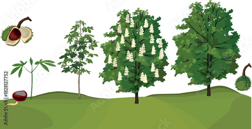 Life cycle of horse chestnut tree (Aesculus hippocastanum). Growth stages from seed and sprout to old tree and green crown isolated on white background	