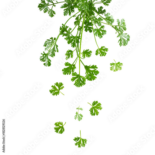 Fresh Cilantro Leaves Hanging Against a White Background in a Simple Arrangement