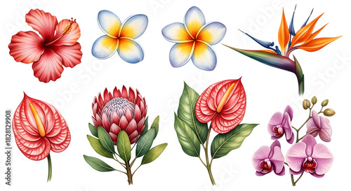 Collection of tropical flowers isolated on transparent background, watercolor style