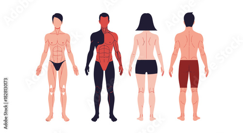 A set of human body anatomy illustrations showing male and female figures from the front and back with muscle structures visible.