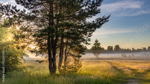Tree is in the foreground of a field with a foggy sky in the background