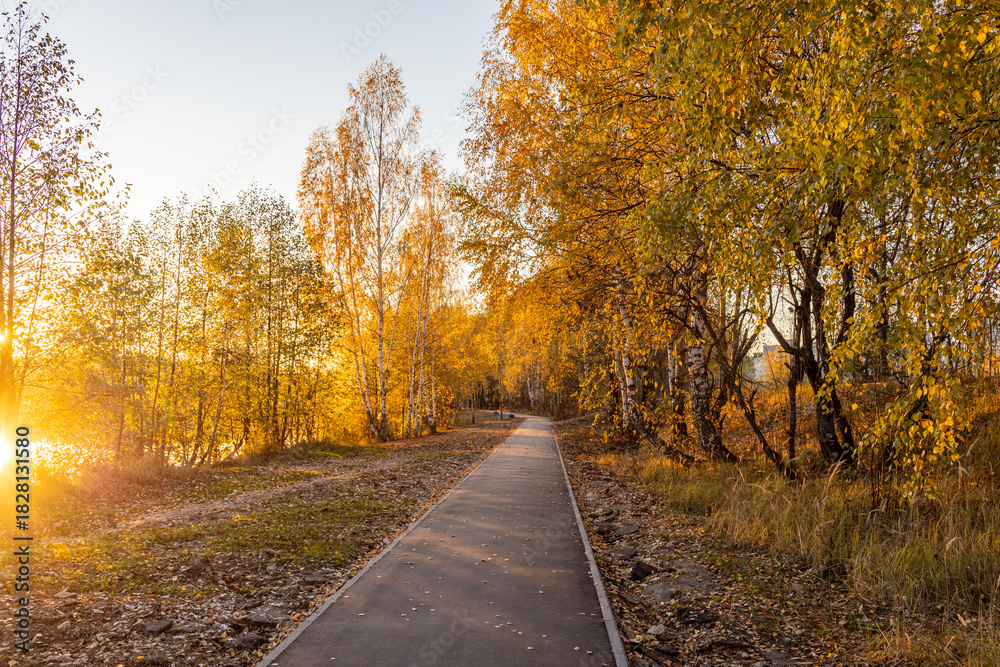 Obraz premium Path through a forest with trees in autumn colors