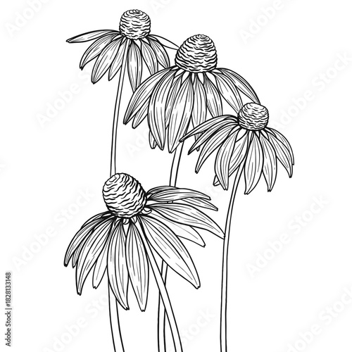 Hand-Drawn Echinacea Flower Illustration⁠
