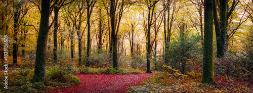 autumn woodland idless cornwall uk panorama 