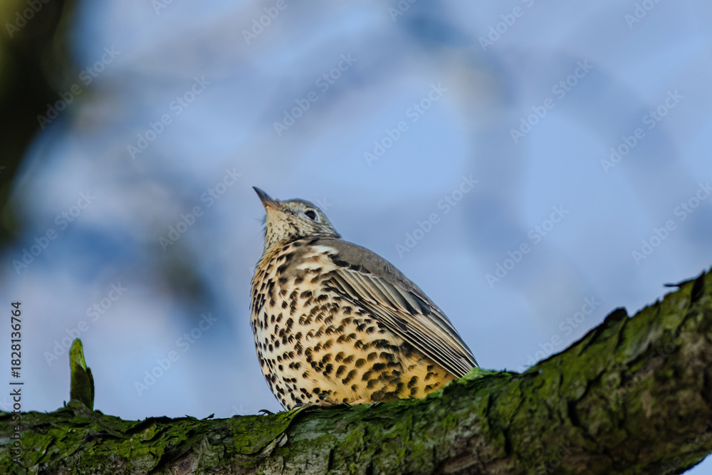 Obraz premium Mistle Thrush,sitting on the branch