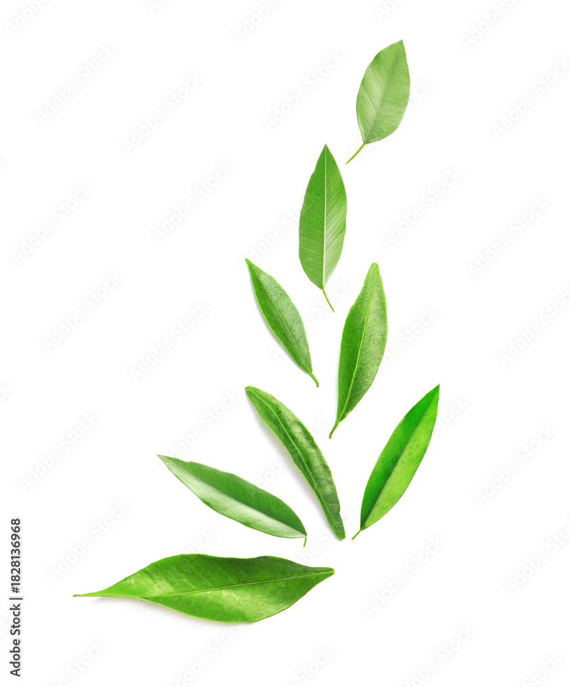 Naklejka premium Fresh green leaves of citrus plant isolated on white