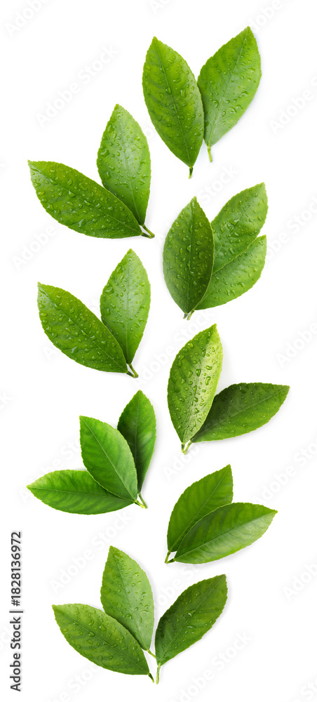Fototapeta premium Fresh green leaves of citrus plant flying on white background