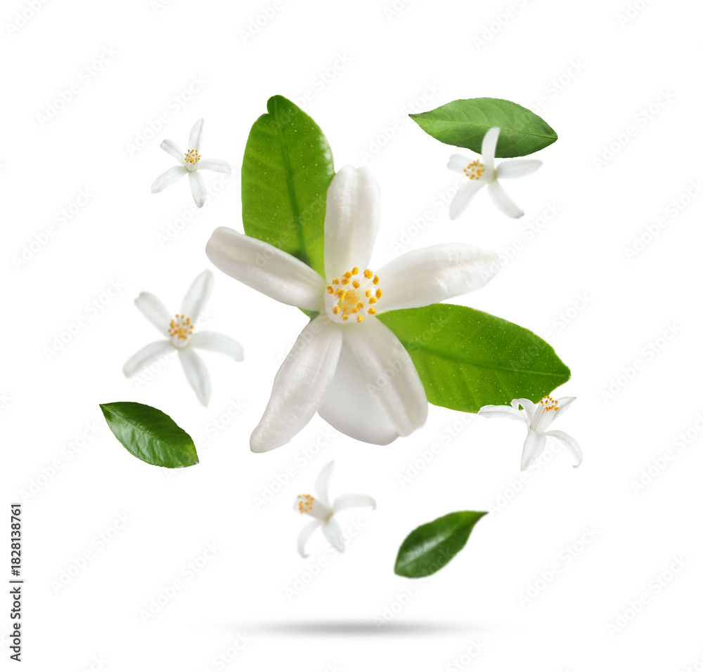 Fototapeta premium Citrus plant flowers and green leaves falling on white background