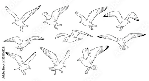 A beautiful collection of ten hand-drawn seagulls in various flying poses in a detailed black and white line art illustration.