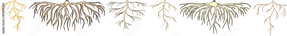 Naklejka premium Set of roots isolated on white background 