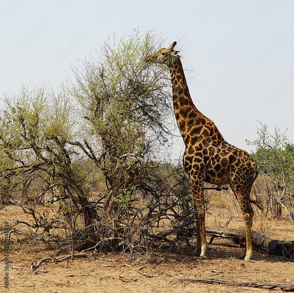 Obraz premium Close-up of a single adult southern giraffe, also known as a two-horned giraffe, roaming the African savannah in the national park. Taken on a safari tour. Giraffa giraffa. 