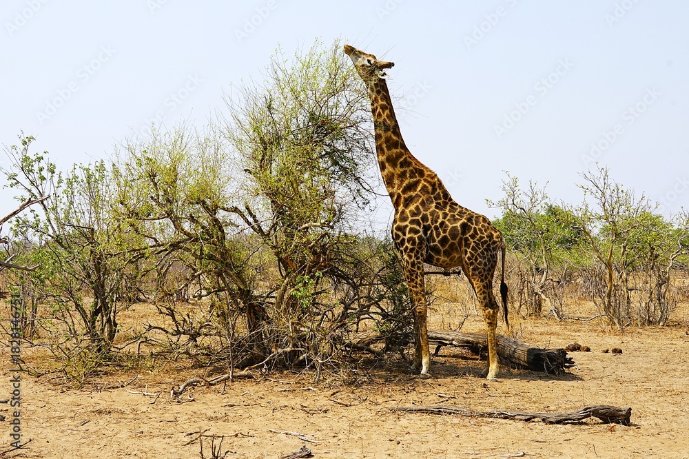 Obraz premium Close-up of a single adult southern giraffe, also known as a two-horned giraffe, eating leaves from a tree in the African savannah in the national park. Giraffa giraffa. 