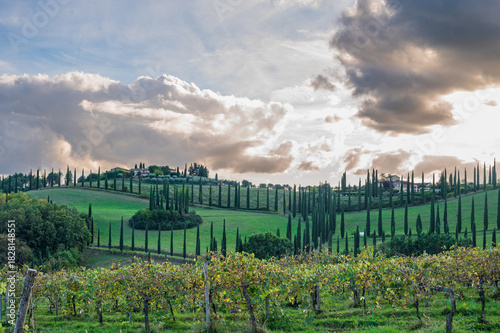 vineyard in tuscany