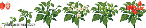 Life cycle of ornamental pepper (Capsicum annuum) plant development from seed and sprout to fruiting plant with ripe red fruits. Growth stages of pepper plant isolated on white background	