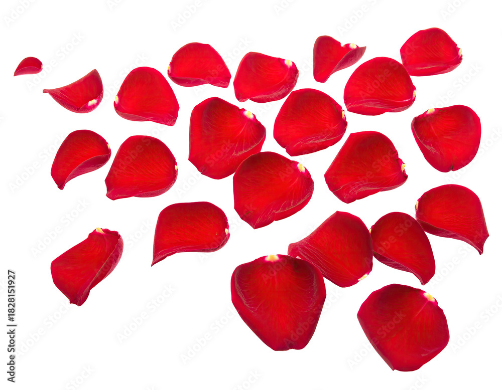 Fototapeta premium Isolated, radiant red rose petals scattered against a stark black background