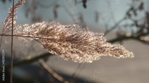 Schilf bei Sonnenuntergang