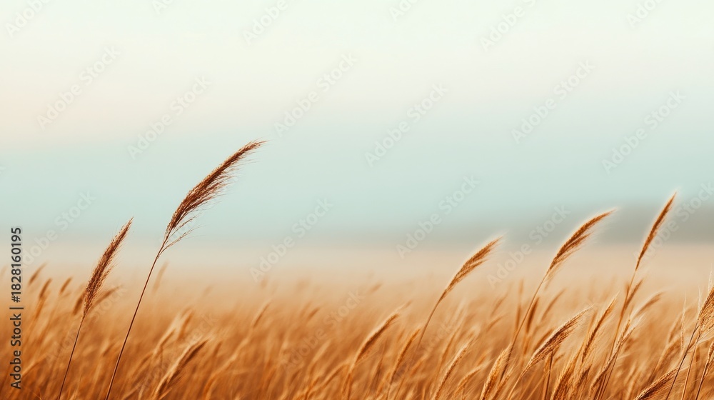 Fototapeta premium Golden Wheat Field at Dawn,Serene ,Nature