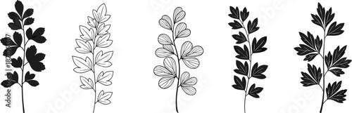 Five black and white botanical illustrations of plant stems with leaves leaf